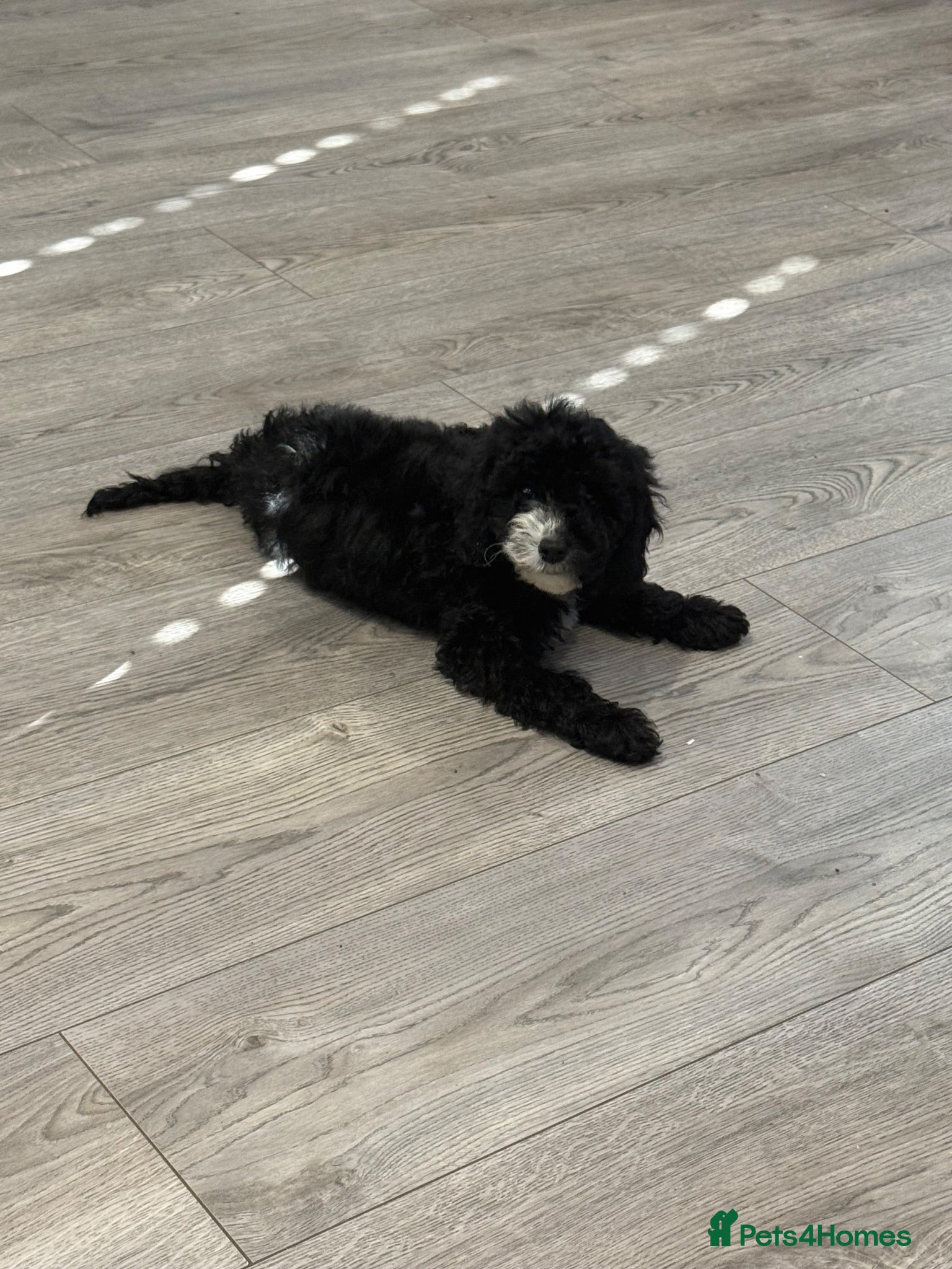 Cockapoo dogs  REDUCED! F2 cockapoo READY NOW - Advert 1