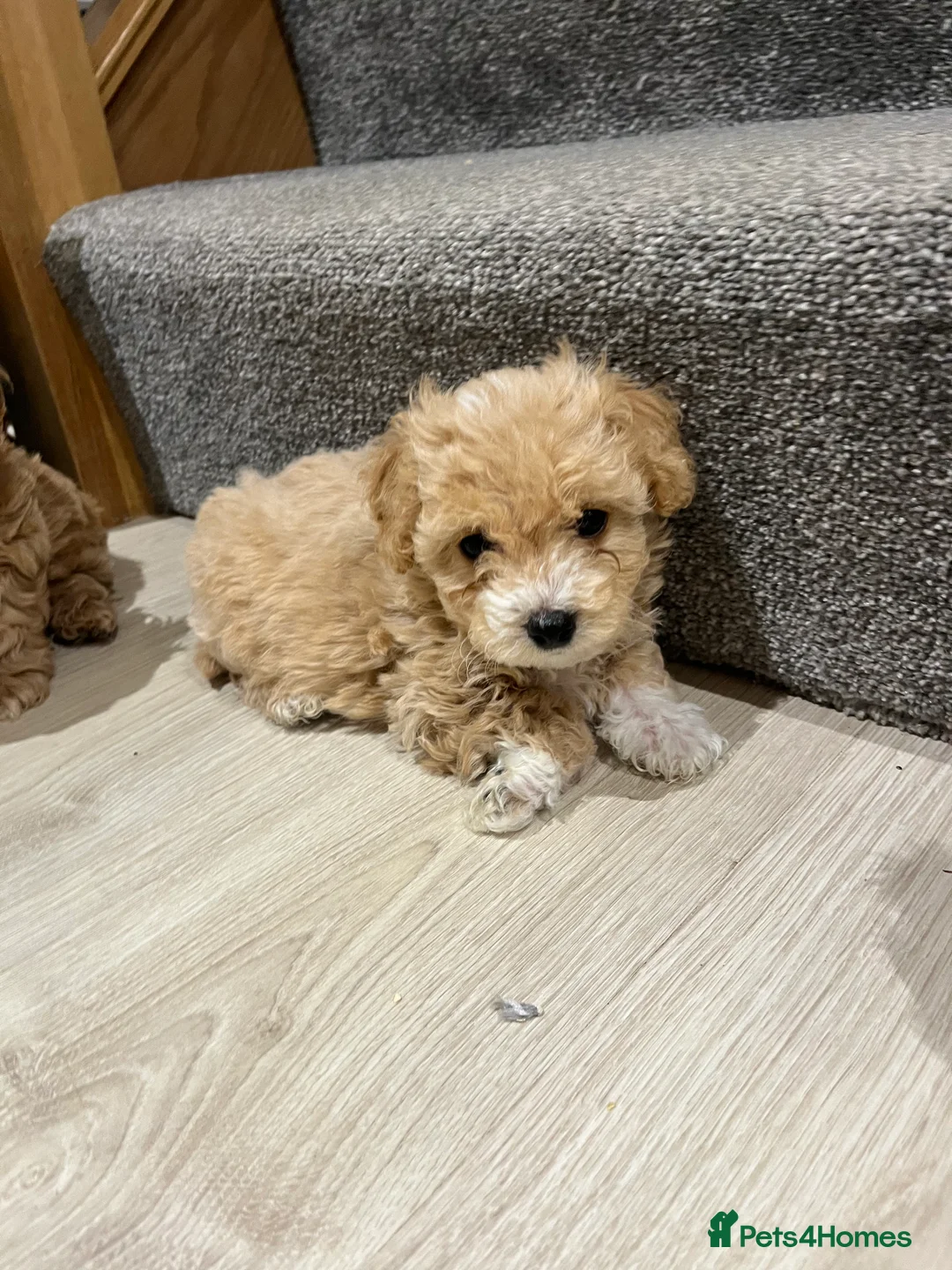 Maltipoo dogs for sale: Gorgeous Maltipoo Pups looking for their new home  - Advert 16