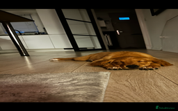 Golden Retriever dogs for sale: Golden Retriever Puppy - Female - Image 6
