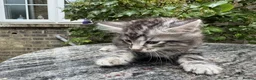Maine Coon cats for sale: Maine Coon Bengal Cross Kittens - Advert 32