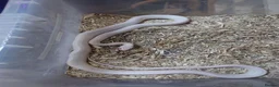 Corn Snake reptiles for sale: Bullsnakes and Cornsnakes  in Stockport - Advert 7