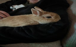 Netherland Dwarf rabbits for sale: Golden Netherland Dwarf - Image 8