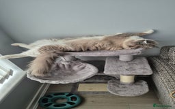 Ragdoll cats for sale: Two ragdoll females  - Image 5
