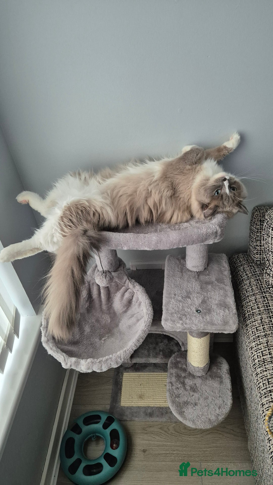 Ragdoll cats for sale: Two ragdoll females  - Image 5