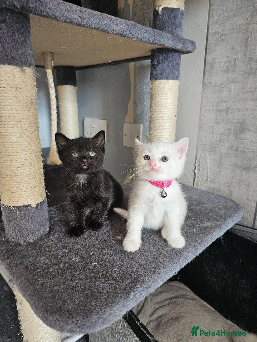 Persian cats for sale: Pure white long hair kittens. - Advert 27