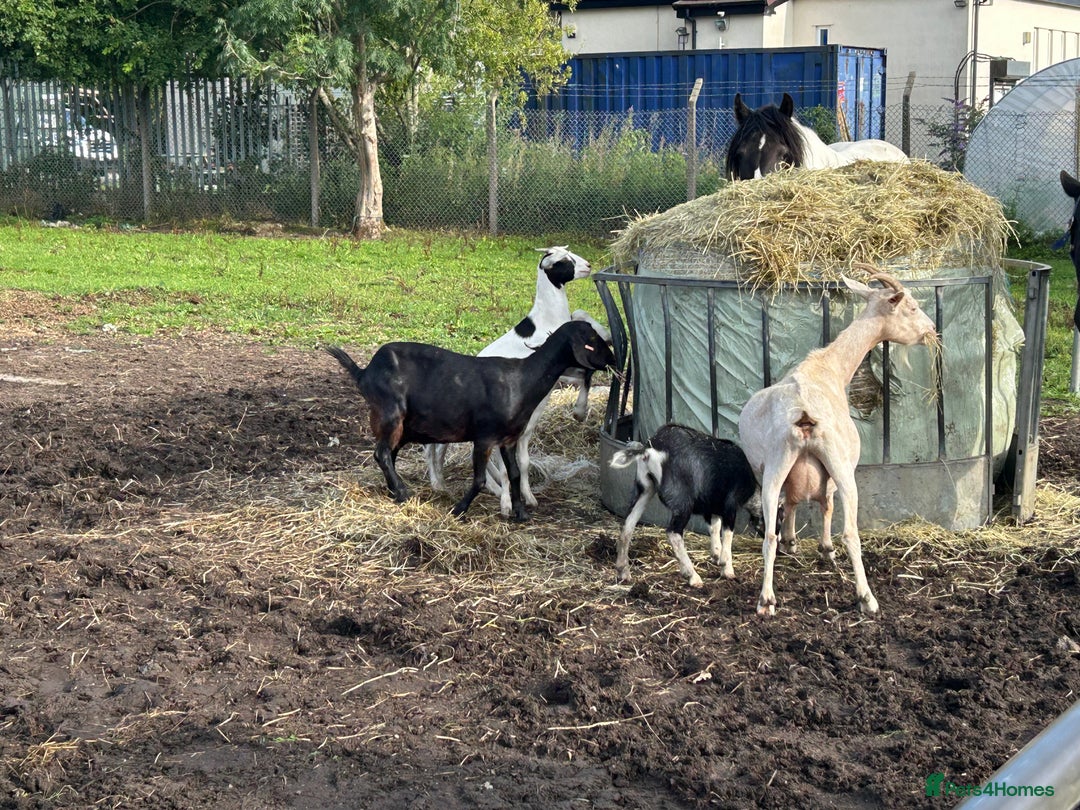 Goats livestock for sale: Pygmy X - Image 2