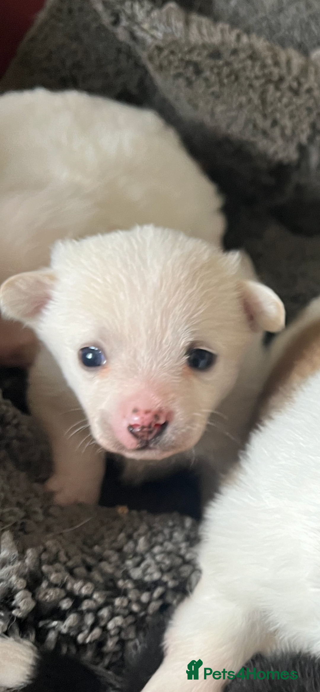Mixed Breed dogs for sale: Jack Russel cross Pomeranian  - Image 8