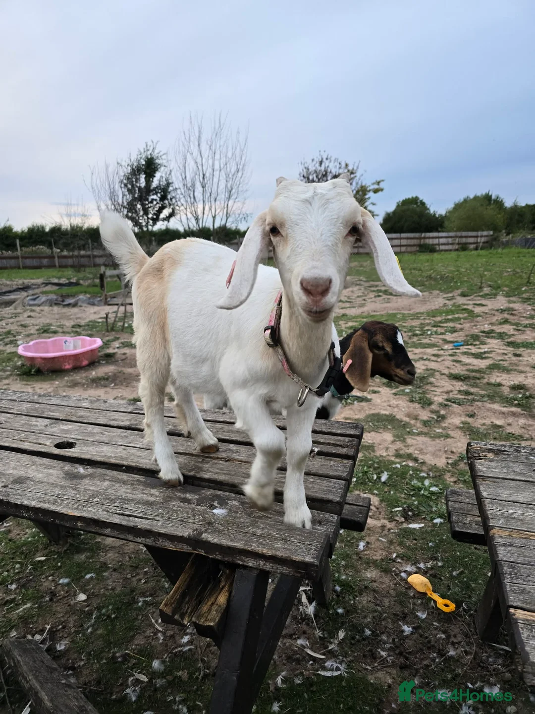 Goats livestock for sale: Blossom in Doncaster - Advert 1
