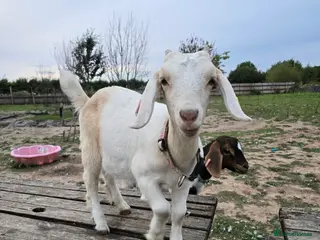 Goats livestock Blossom - Advert 4