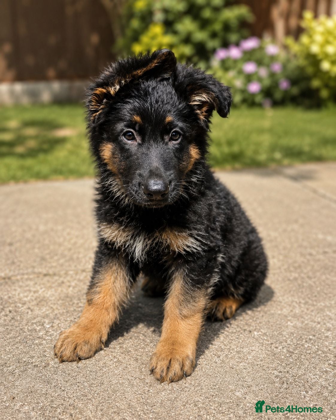German Shepherd dogs 2 healthy straight back KC registered male GSP's  - Advert 2
