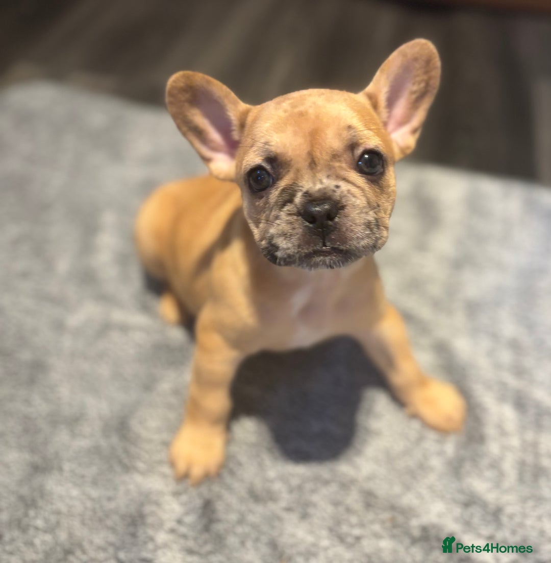 French Bulldog dogs for sale: LAST ONE REDUCED FRENCH BULLDOG 🐾 - Advert 14