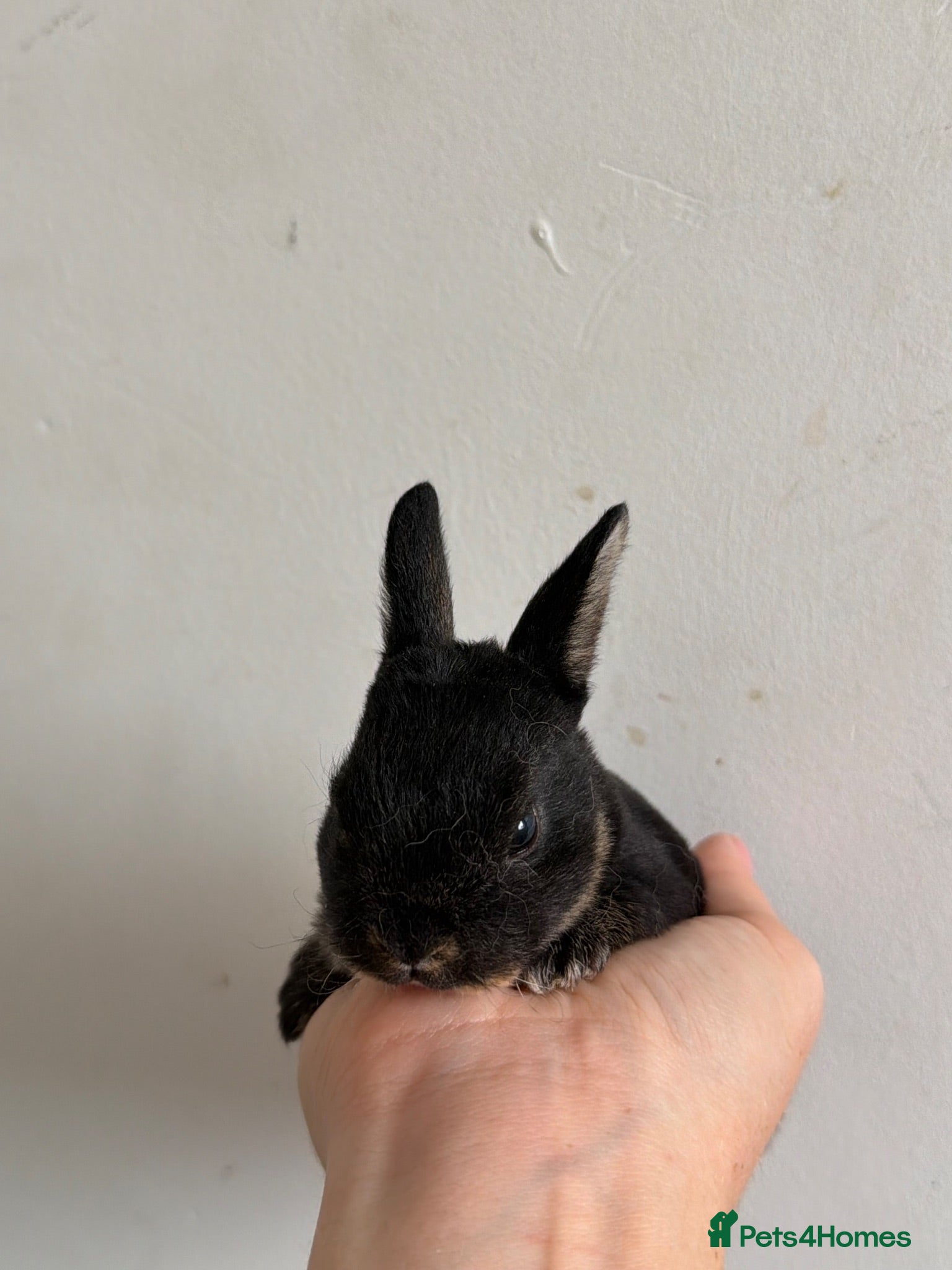 Rex rabbits Mini Rex Babies  - Advert 1