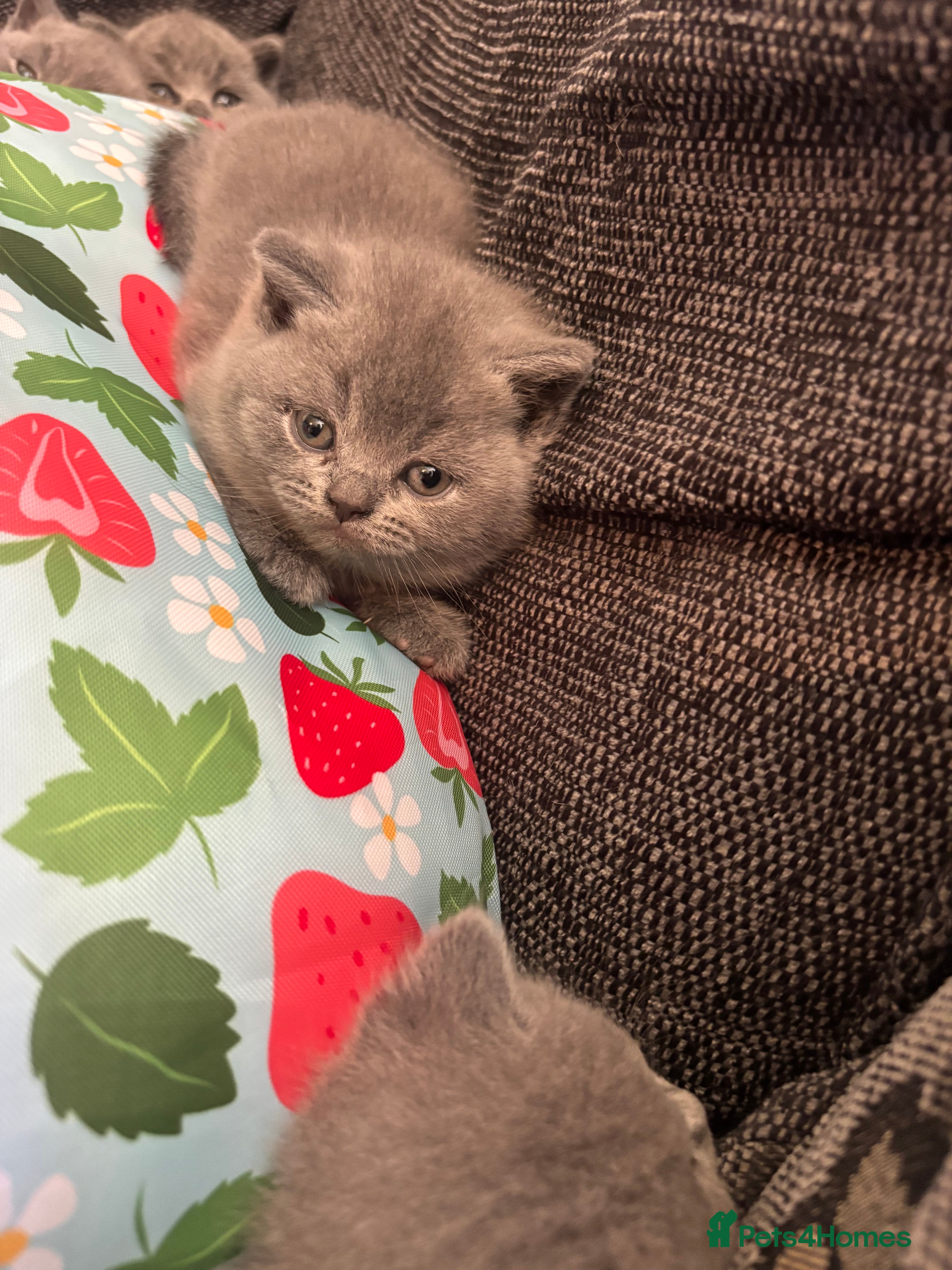 British Longhair cats for sale: British long haired blue girls  - Advert 3
