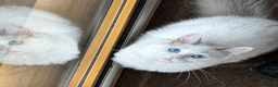 Ragdoll cats for sale: Pure Ragdoll Kittens - Advert 4