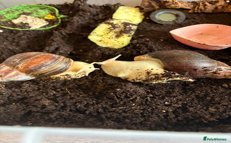 Snails invertebrates - Advert 6
