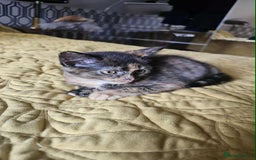 British Shorthair cats for sale: PURE BSH KITTENS READY NOW! - Image 24