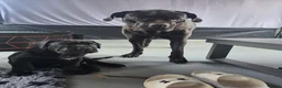Cane Corso dogs for sale: Absolutely stunning huge cane corso puppies  - Advert 6