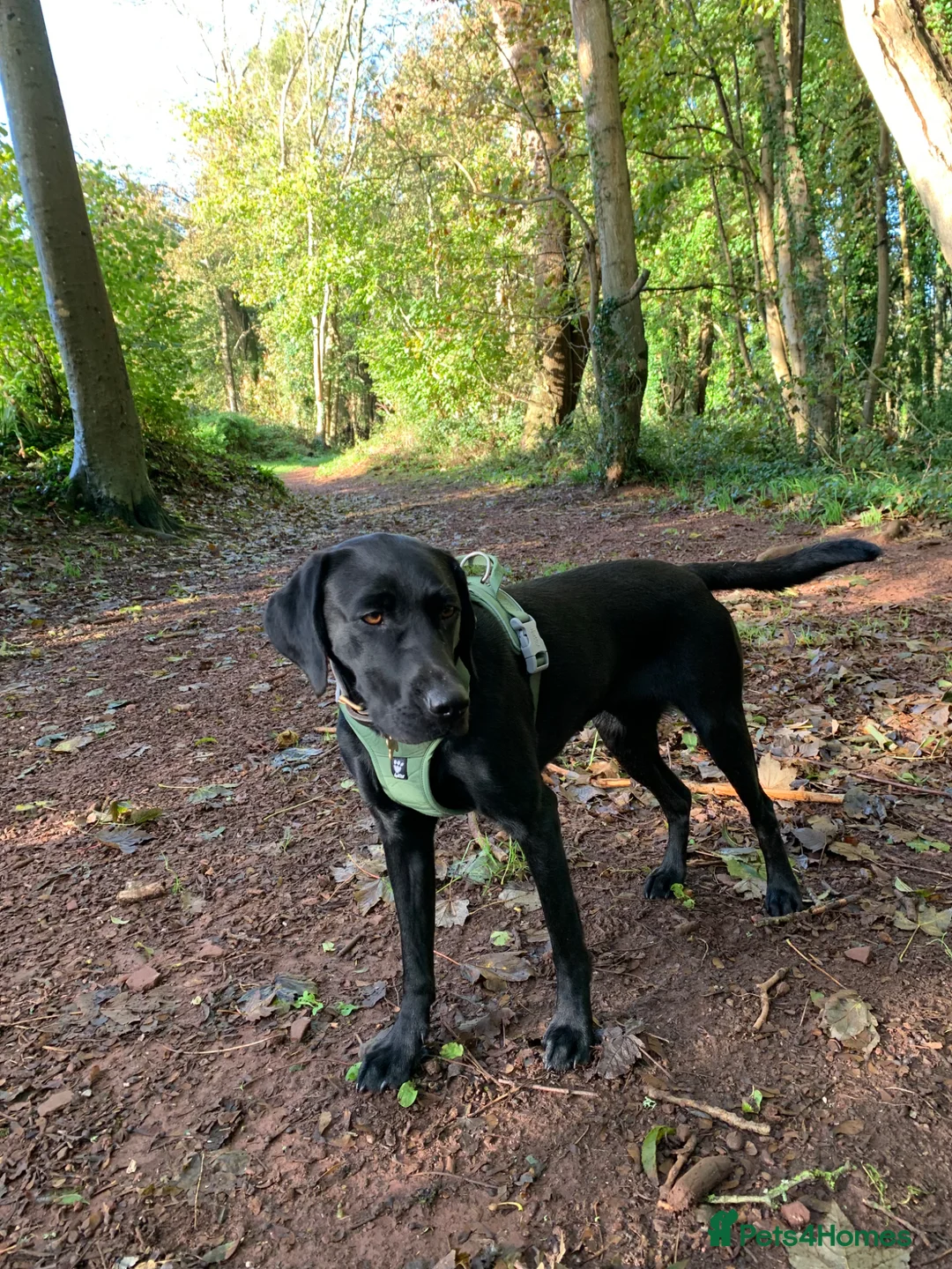 Labrador Retriever dogs for sale: Gorgeous Litter of Labrador puppies - Advert 12
