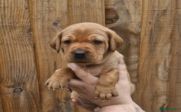 Labrador Retriever dogs - Advert 8
