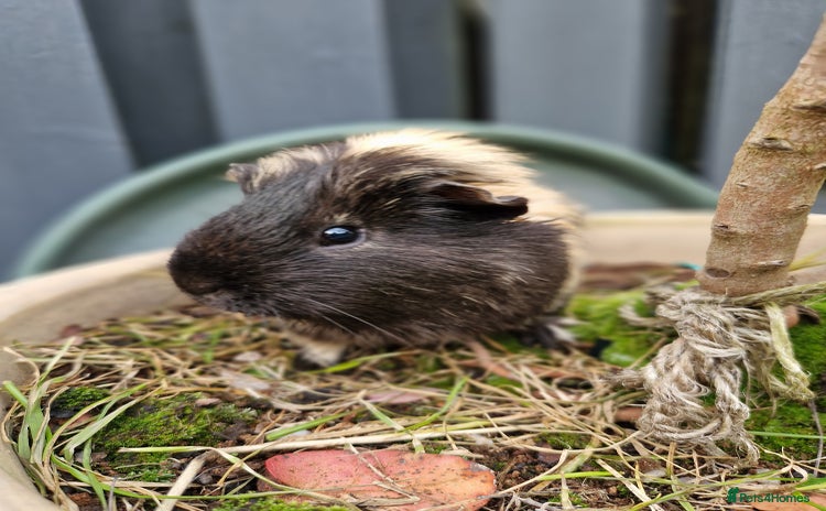 Guinea Pig rodents - Advert 5