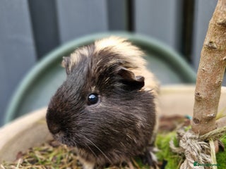 Guinea Pig rodents - Advert 2