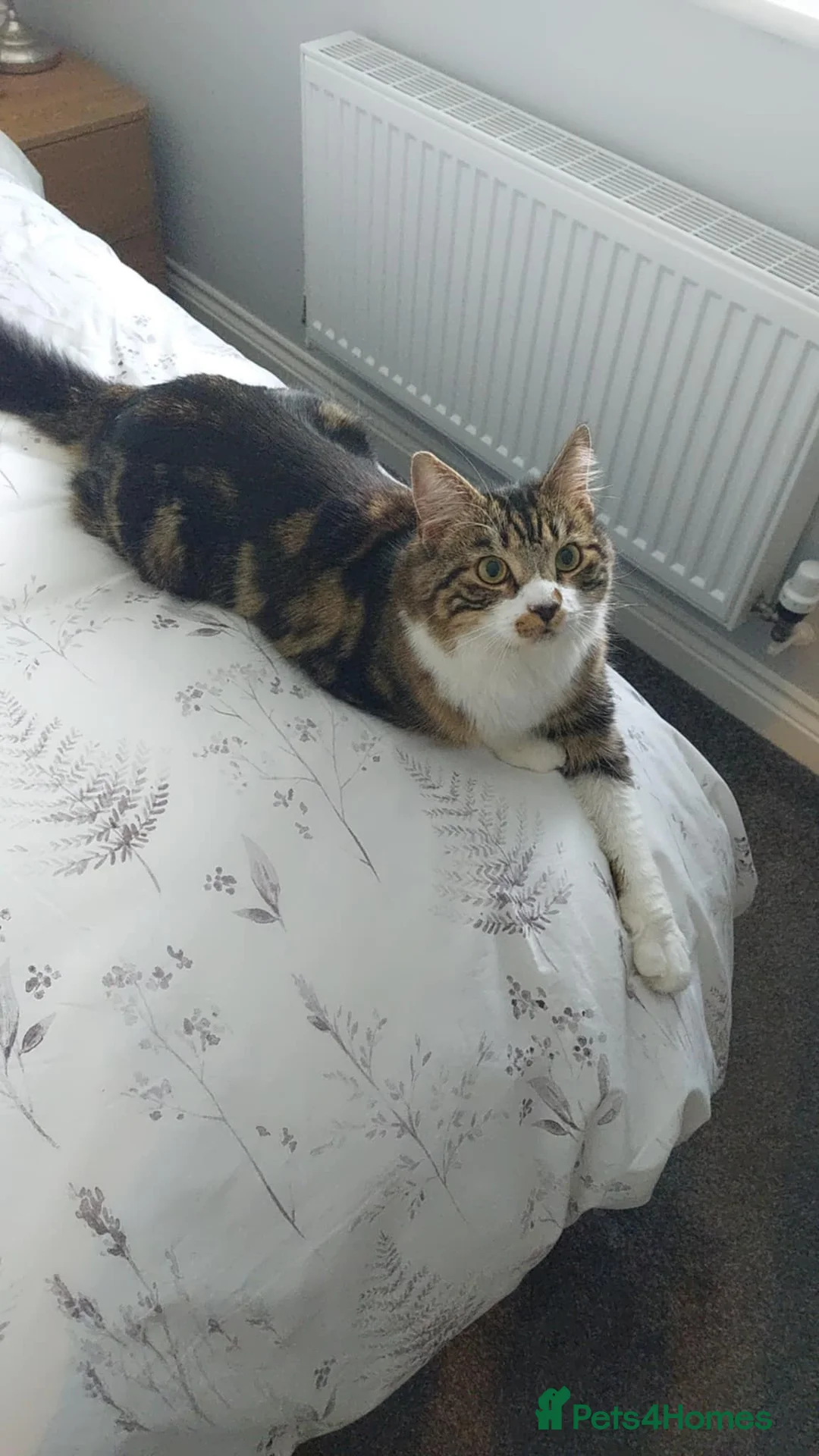 Mixed Breed cats for sale: 1 year old boy/male cat for sale in Norwich - Advert 2
