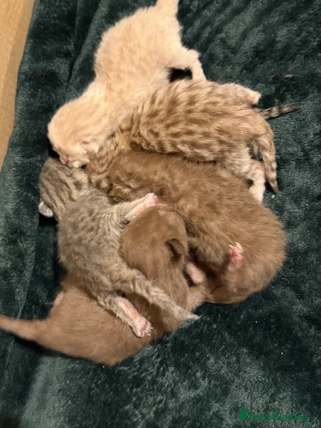 British Shorthair cats for sale: British Shorthair Kittens (Rare colour)  - Advert 2