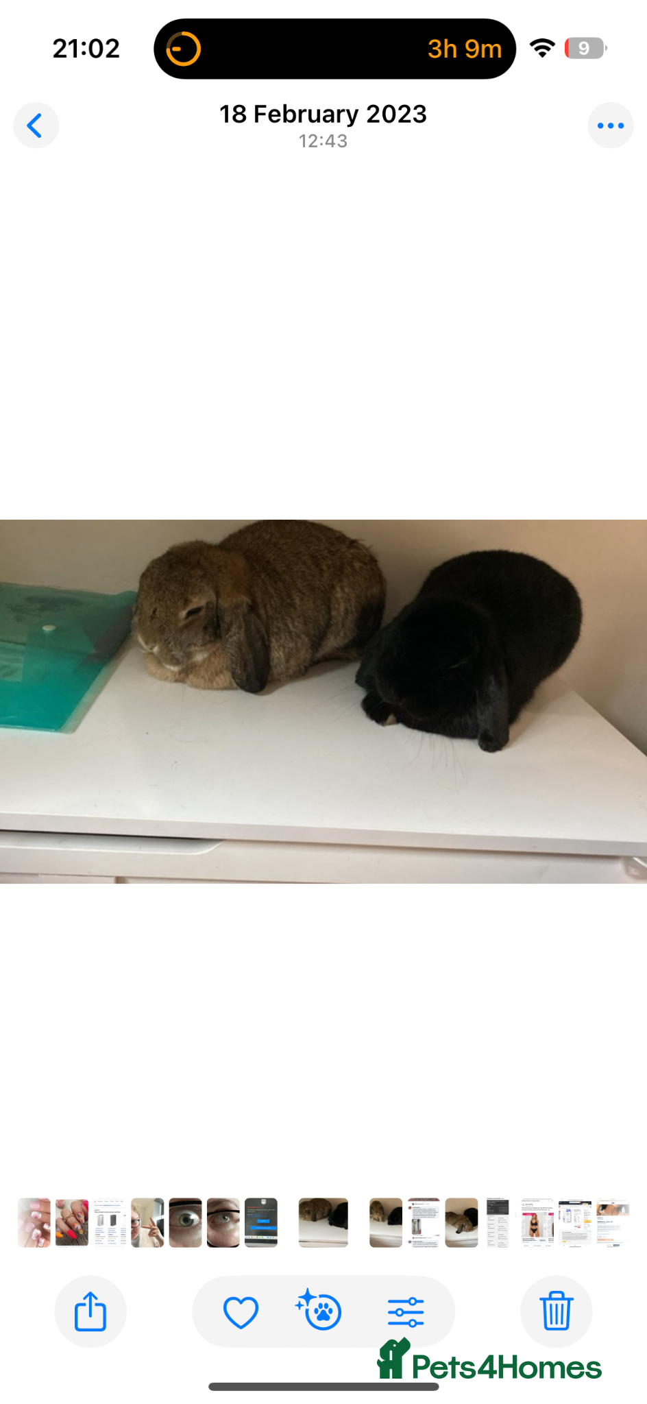 Mini Lop rabbits 4 year old mini lops for rehoming - Advert 1