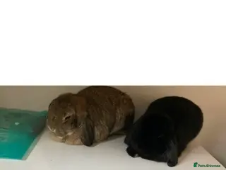 Mini Lop rabbits 4 year old mini lops for rehoming - Advert 1