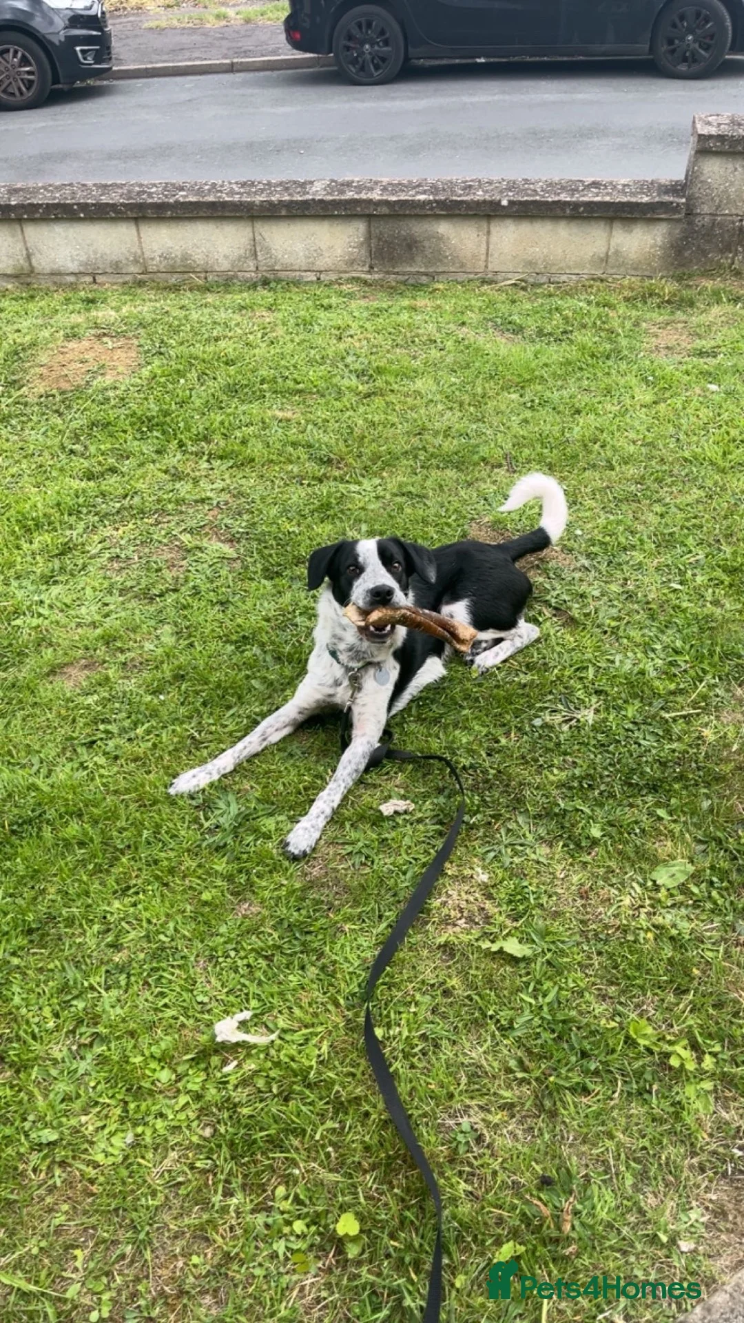 Mixed Breed dogs for sale: 11 month old border collie cross in Scunthorpe - Advert 2