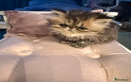 Persian cats for sale: REDUCED GCCF PERSIAN KITTENS  - Image 13