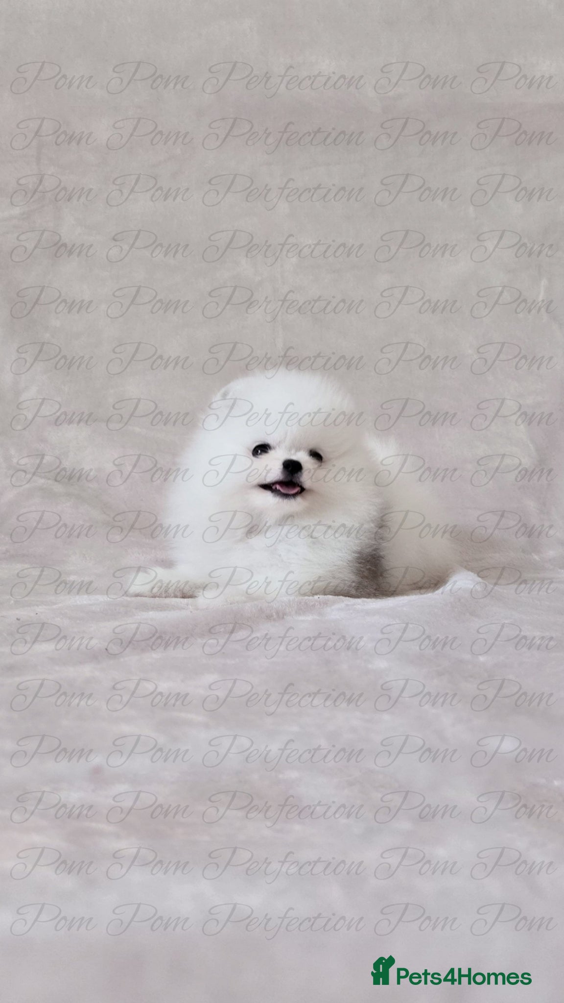 Pomeranian dogs for sale: Teddy Bear Pomeranian Puppies - Advert 11