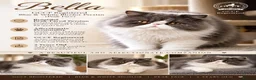 Persian cats for sale: GCCF Active Registered Persian - Advert 1