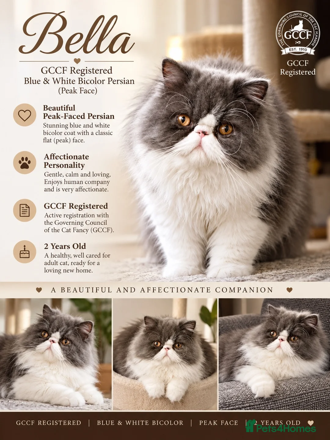 Persian cats for sale: GCCF Active Registered Persian - Advert 1