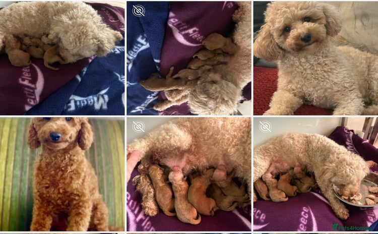 Poochon dogs - Advert 2