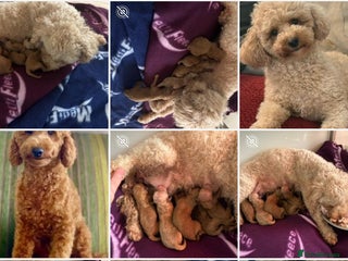 Poochon dogs - Advert 19