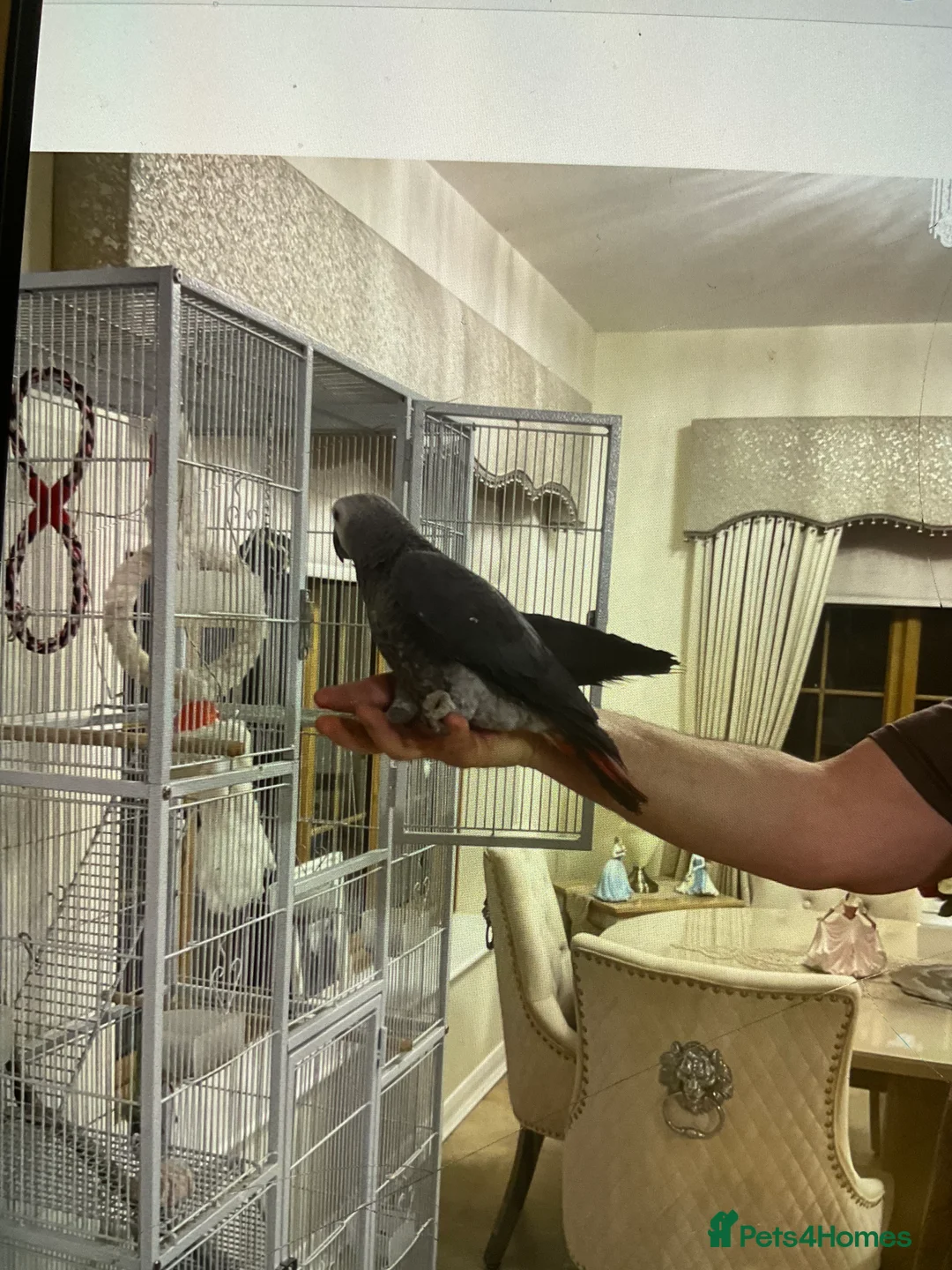 Parrots birds for sale: Beautiful African grey - Advert 2