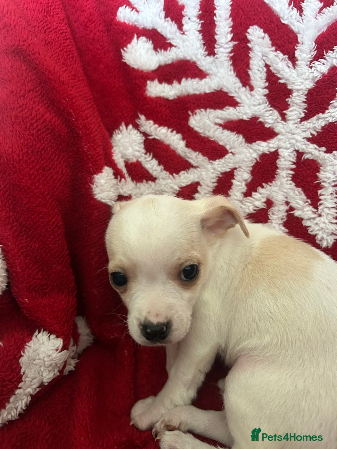 Mixed Breed dogs for sale: Jack chi  - Advert 6