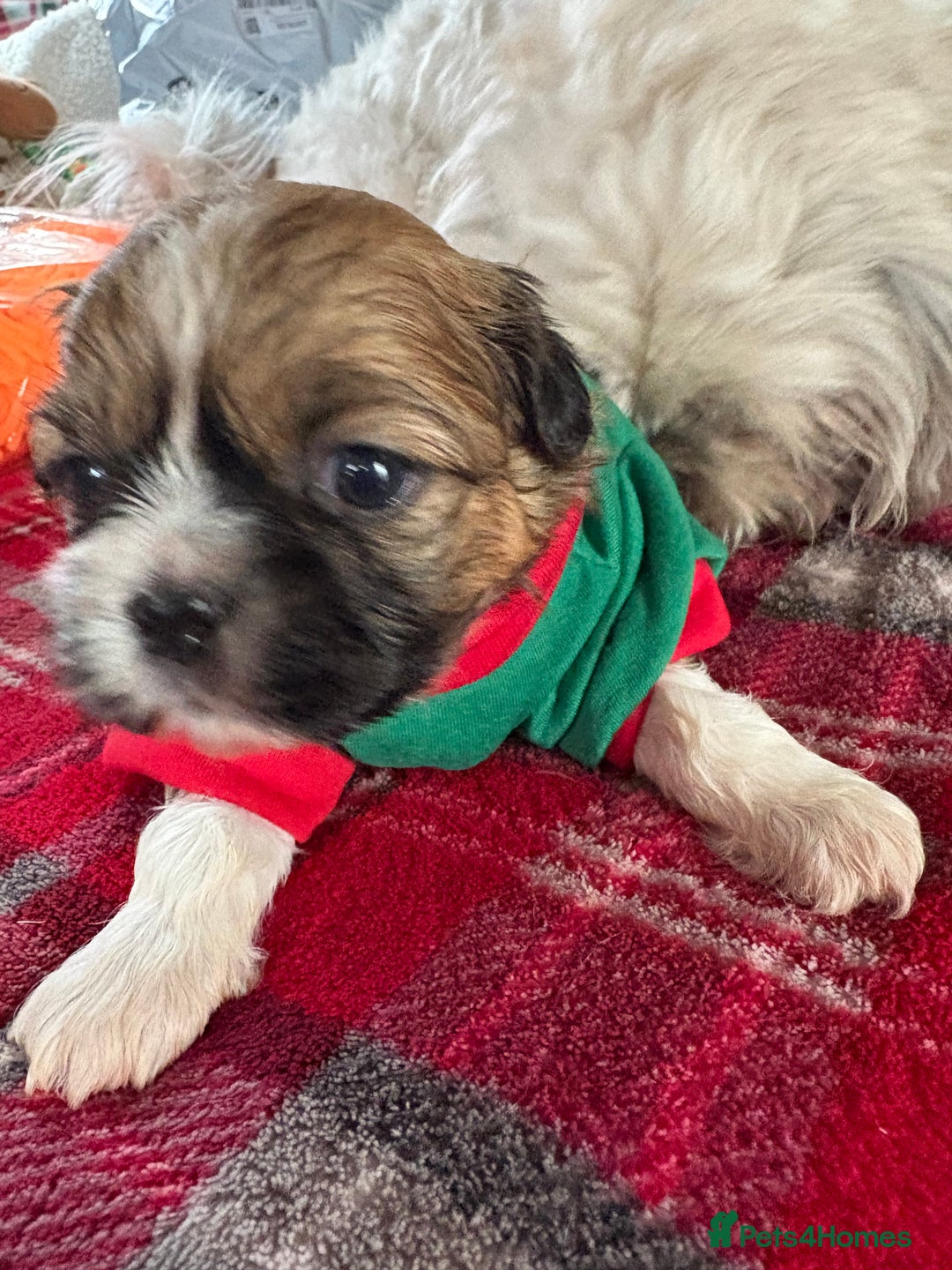 Shih Tzu dogs for sale: Adorable puppies  - Advert 9