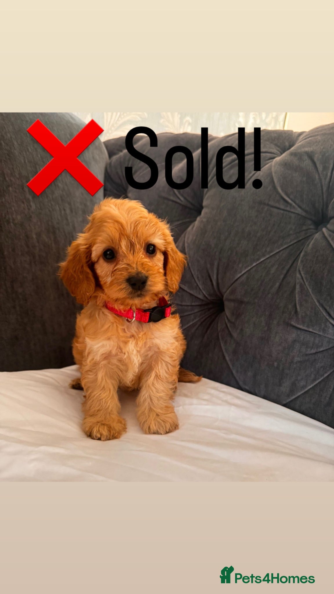 Cockapoo dogs F2 cockapoo puppies PRA clear  - Advert 2