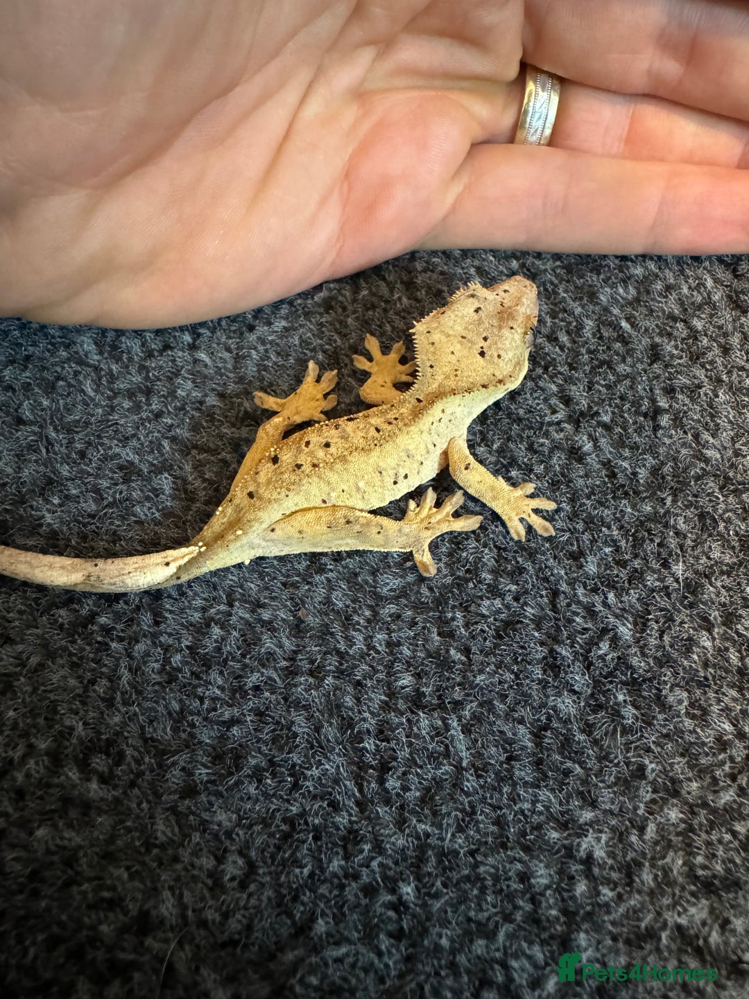Gecko reptiles for sale: Baby crested geckos for sale  - Advert 2