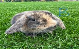 Mini Lop rabbits for sale: Mini Lop Rabbits For Sale  - Image 23