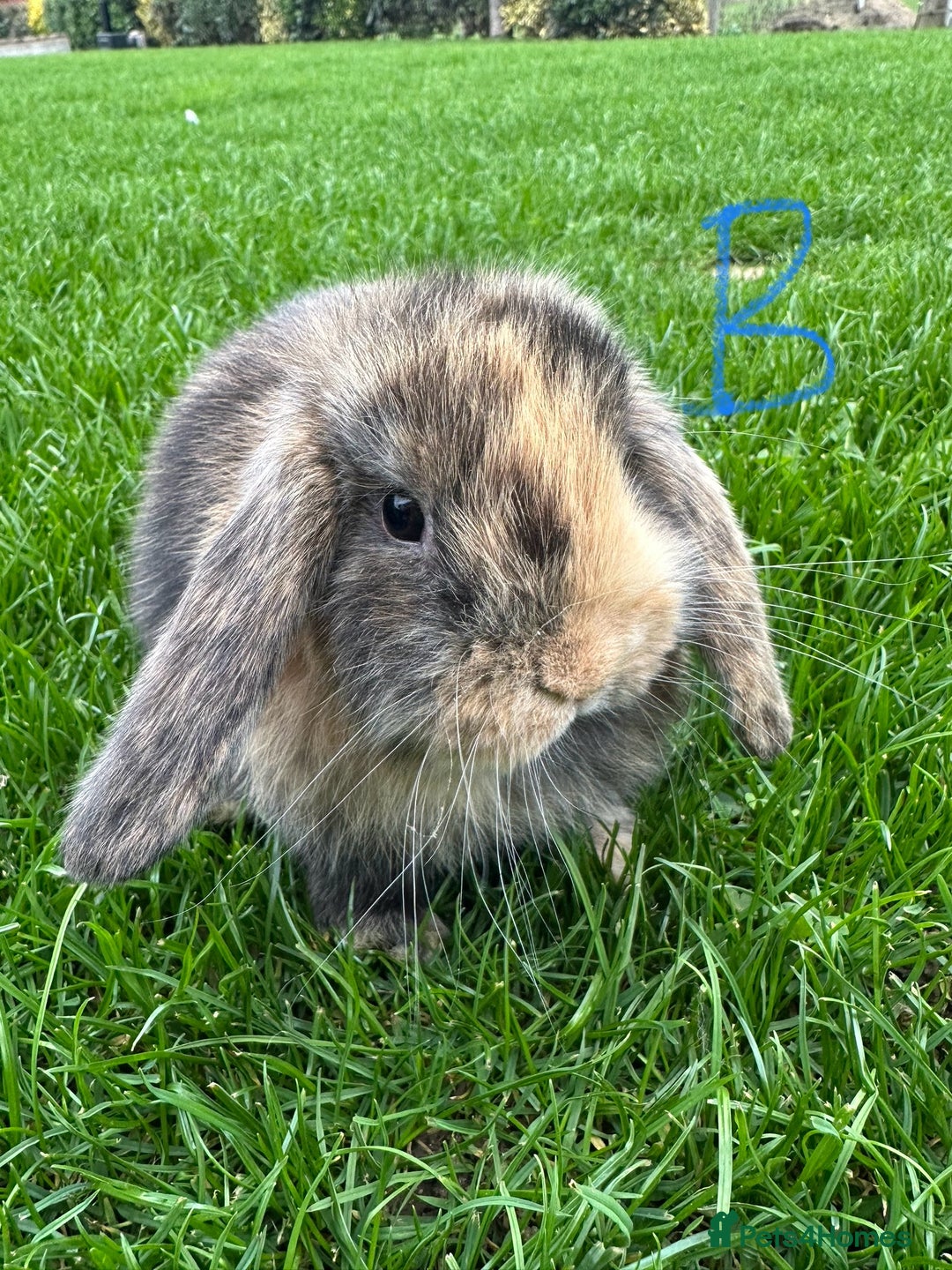Mini Lop rabbits for sale: Mini Lop Rabbits For Sale  - Image 23