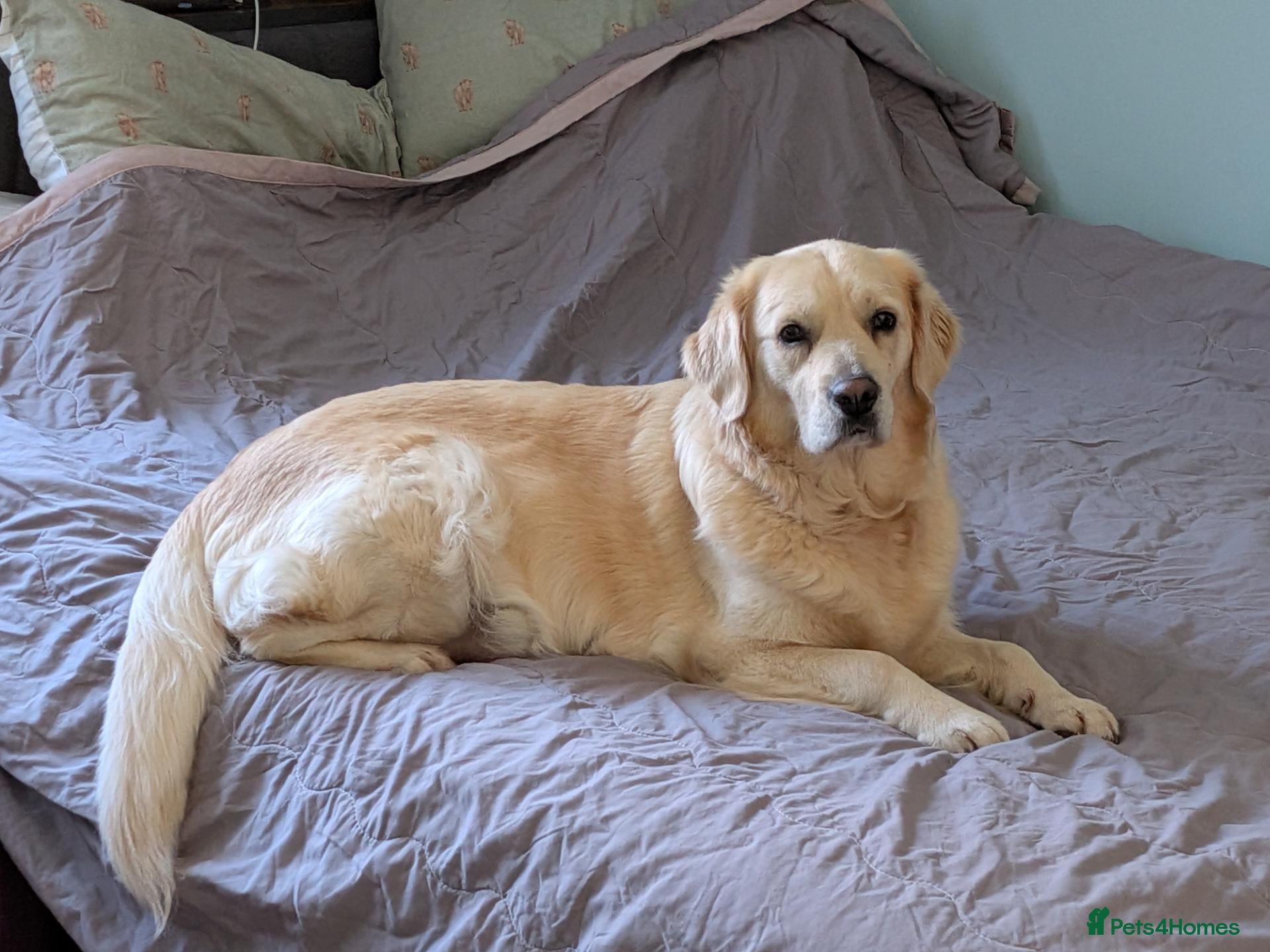 Golden Retriever dogs for sale: Golden retriever puppies for sale - Advert 7