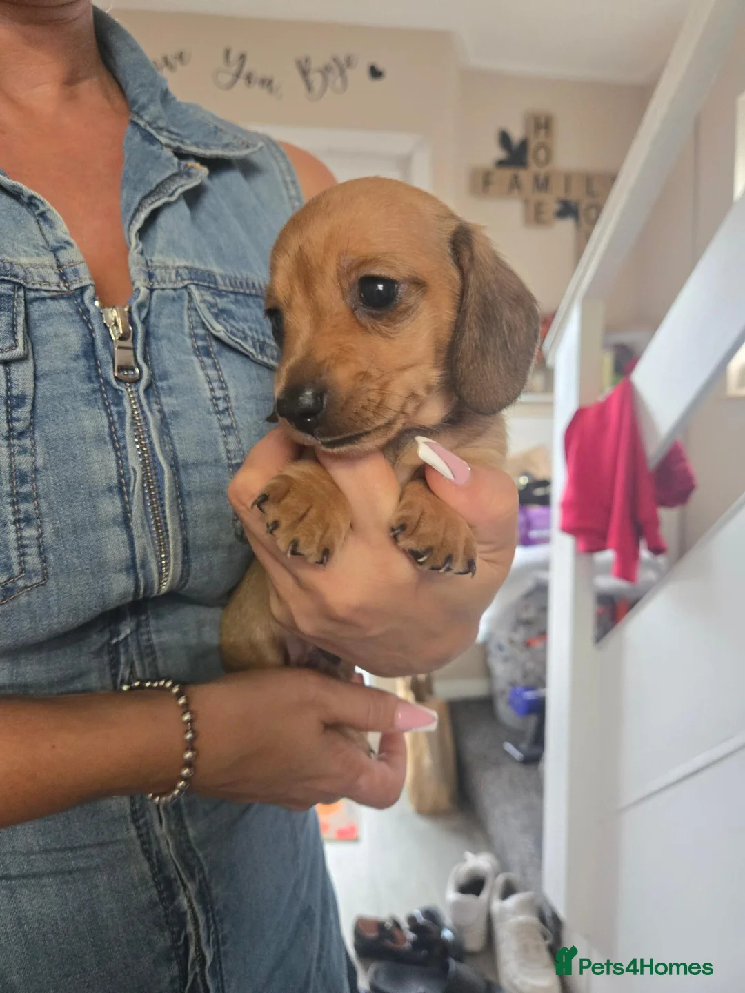 Miniature Dachshund dogs for sale: Miniature Dachshunds - Advert 1