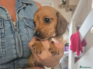 Miniature Dachshund dogs Miniature Dachshunds - Advert 1