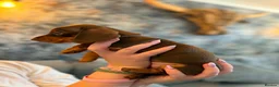 Miniature Dachshund dogs for sale: Chocolate & Tan Miniature Dachshunds | KC - Advert 6