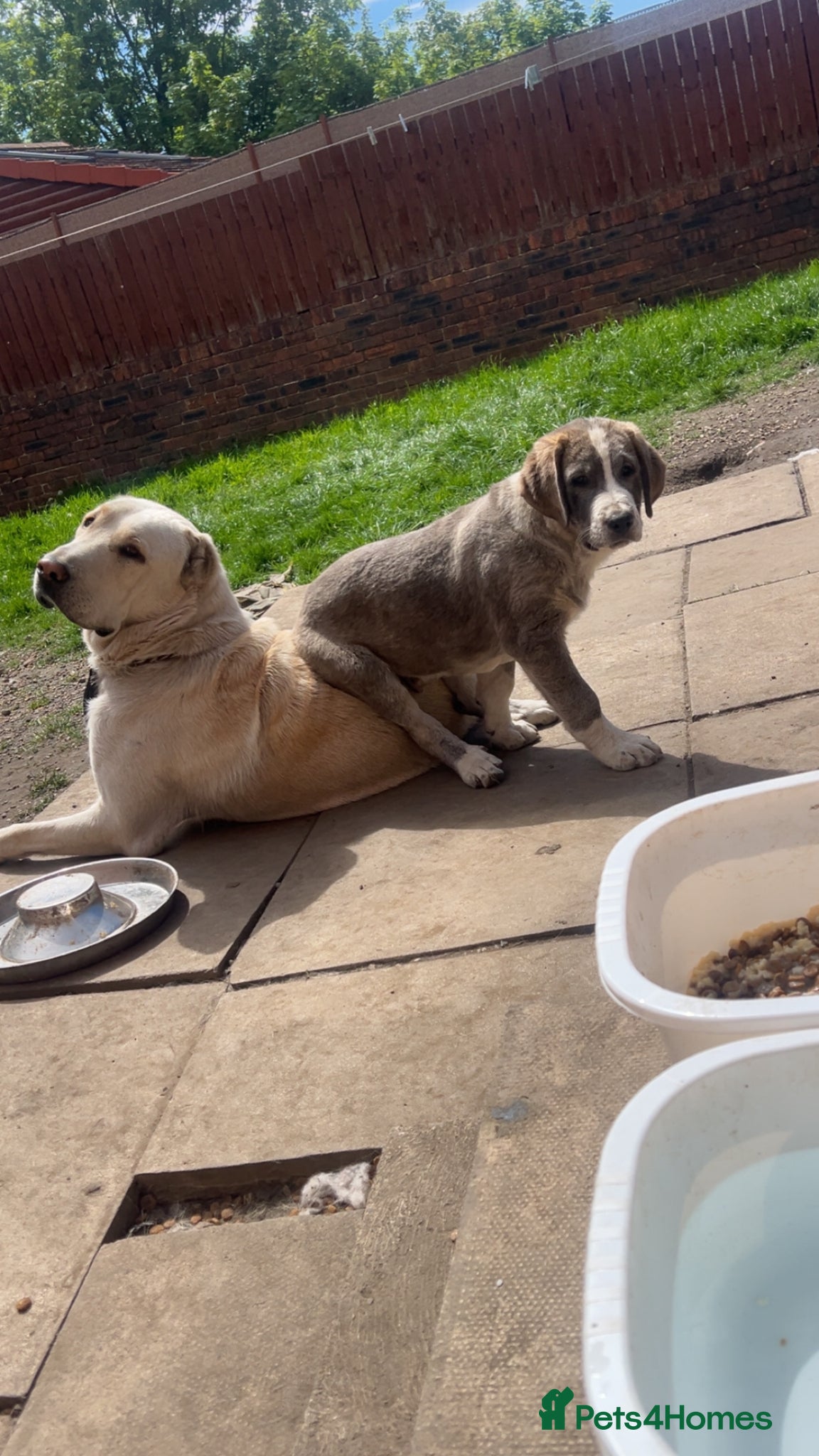 Central Asian Shepherd dogs ALABAI PUPPY AVAILABLE - Advert 2