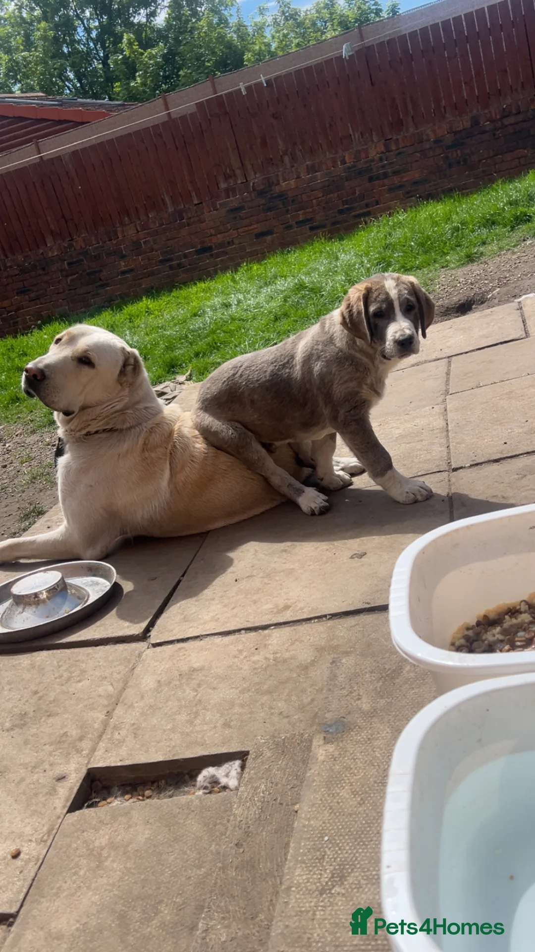 Central Asian Shepherd dogs for sale: ALABAI PUPPY AVAILABLE - Advert 1