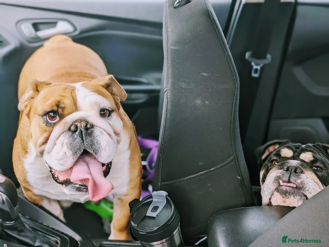 English Bulldog dogs for sale: 🐶🏡 Beautiful English Bulldog  Available! 🐾❤️ - Image 7